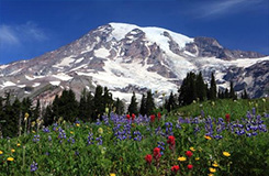 Bus Tours, Motorcoach Tours of Mt. Rainier